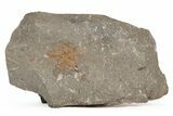 Ordovician Starfish Fossil - Pennsylvania #216497-1